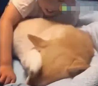 小主人失眠,抱着柴犬当抱枕,结果狗狗用手捂着脸,柴犬:流氓! 小主人失眠,抱着柴犬当抱枕,结果狗狗用手捂着脸,柴犬:流氓!