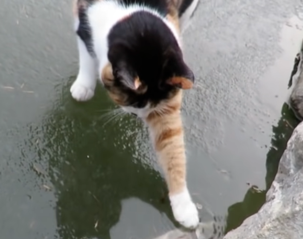 三花猫为吃鱼,竟出卖美色疯狂撒娇,可惜最后...心疼了! 三花猫为吃鱼,竟出卖美色疯狂撒娇,可惜最后...心疼了!