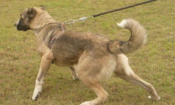 高狼犬是哪国的