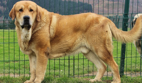 西班牙黎犬出售多少钱一只 西班牙黎犬出售多少钱一只