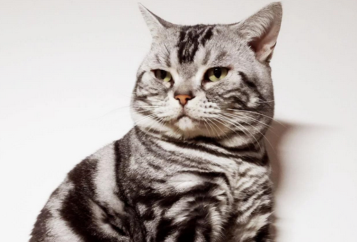 将军猫咪是什么样的
