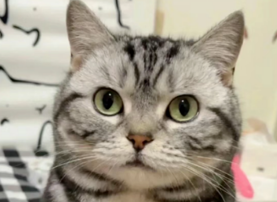 猫咪长期不出门有什么好处呢? 猫咪长期不出门有什么好处呢?