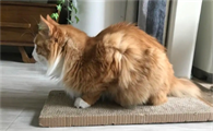 猫母鸡蹲一定是有病吗