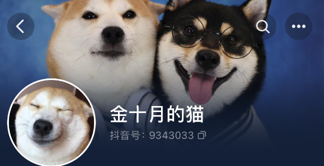 网红狗柴犬金十月背景图