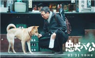 忠犬八公在中国版上映时间