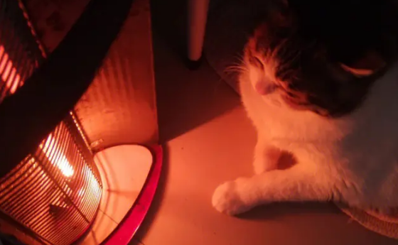 猫咪烤火,竟然脸都不要了...... 猫咪烤火,竟然脸都不要了......