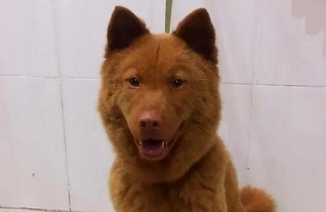 五红犬双飞爪指的是什么