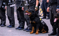 防暴犬和搜爆犬的区别