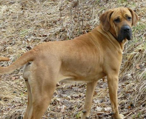 土佐犬体重身高能长多重