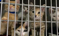 后院猫舍和正规猫舍区别