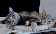 如何判断是不是后院猫