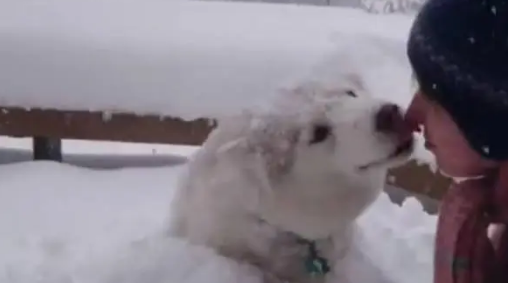 哈士奇把主人堆的雪人弄没了,于是主人一生气把二哈堆成了雪狗 哈士奇把主人堆的雪人弄没了,于是主人一生气把二哈堆成了雪狗