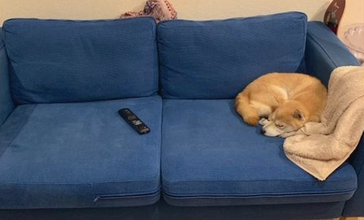 柴犬在主人的衣服上睡觉,网友还有点感动,打开暖气后却尴尬了! 柴犬在主人的衣服上睡觉,网友还有点感动,打开暖气后却尴尬了!