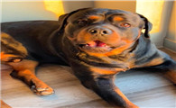 红棕色大型犬有哪些
