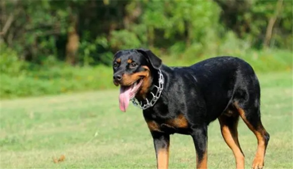 防暴犬有几个品种 防暴犬有几个品种