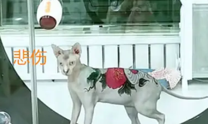 无毛猫背上被纹身,虽然气场不一样了,反应却让人心疼 无毛猫背上被纹身,虽然气场不一样了,反应却让人心疼