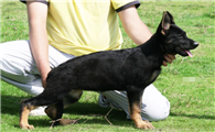 库达犬是猎犬吗