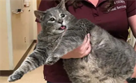 猫用加巴喷丁镇静多久