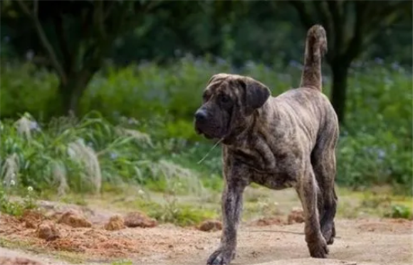 西班牙犬是什么狗品种 西班牙犬是什么狗品种