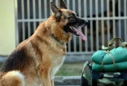 退役军犬多少钱一只