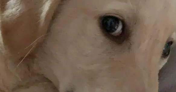 拉布拉多就是不住笼子,一进去就不停的闹,出来就老实 拉布拉多就是不住笼子,一进去就不停的闹,出来就老实