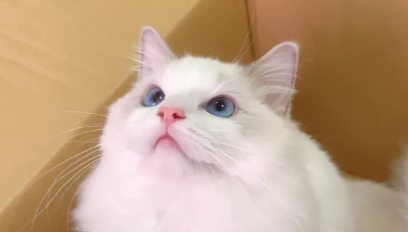 仙气飘飘的布偶猫，主人却给它起这个名字...落差太大，笑喷了！