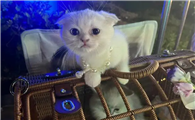 什么叫后院猫