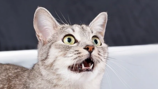 震惊女人对猫咪的态度