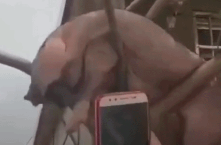 原来母猪真的会上树,路人纷纷拿出手机拍下这一幕,好喜剧