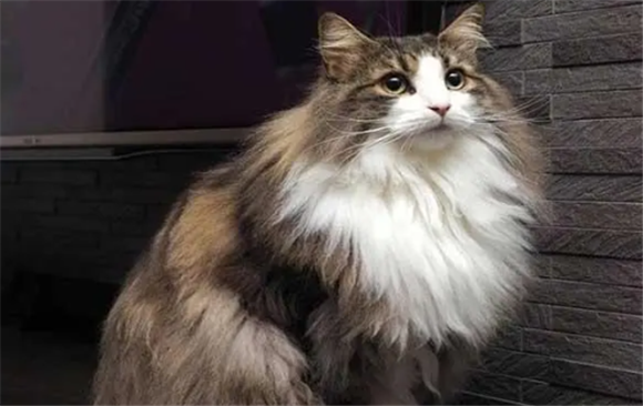 褴褛猫是怎么培育出来的 褴褛猫是怎么培育出来的