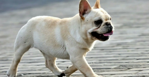 法牛犬尾巴的标准图