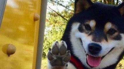 铲屎官带吃货柴犬逛超市,柴犬看到香肠就挪不动道,主人笑傻了 铲屎官带吃货柴犬逛超市,柴犬看到香肠就挪不动道,主人笑傻了