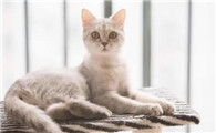 三猫养后院猫了吗