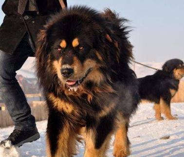 蒙古黎幼犬刚50天图片 蒙古黎幼犬刚50天图片