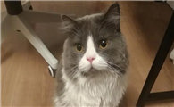 jb猫很担心你 jb脸猫表情包
