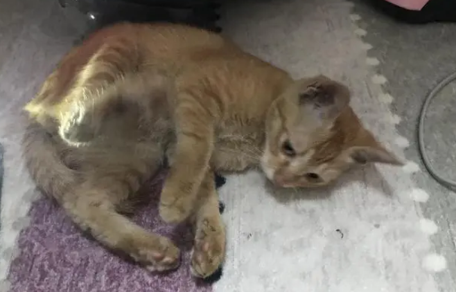 好心人救助受伤橘猫后，猫咪选择留下报恩，铲屎官喜提噬元兽！