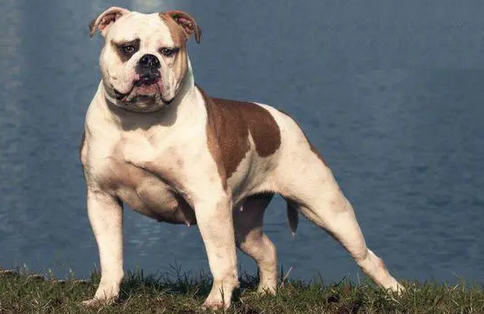 美国斗牛犬和比特犬的区别 美国斗牛犬和比特犬的区别