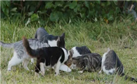 东北后院猫在什么