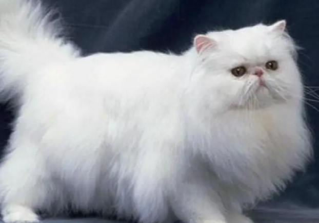 为什么把波斯猫比喻为女人