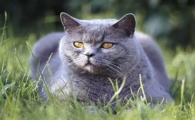 卡尔特猫会发腮吗
