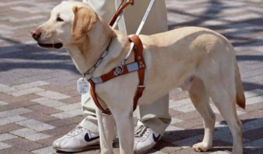 导盲犬可以上高铁飞机吗 导盲犬可以上高铁飞机吗