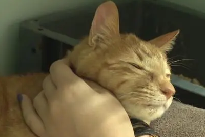 猫咪也忠诚!橘猫被主人抛弃后绝食,瘦到两颊“凹陷” 猫咪也忠诚!橘猫被主人抛弃后绝食,瘦到两颊“凹陷”