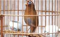 必看！画眉鸟常用活虫的功效和喂法