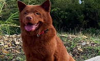 五红犬贵还是五黑犬贵