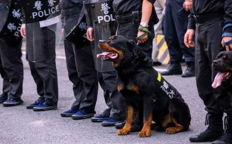 防暴犬和搜爆犬的区别