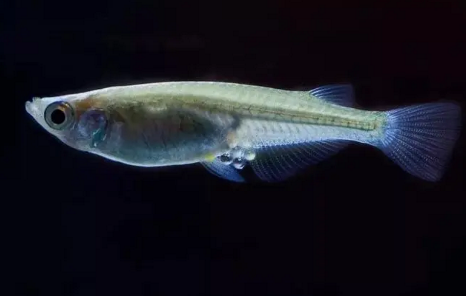 青鳉鱼吃什么