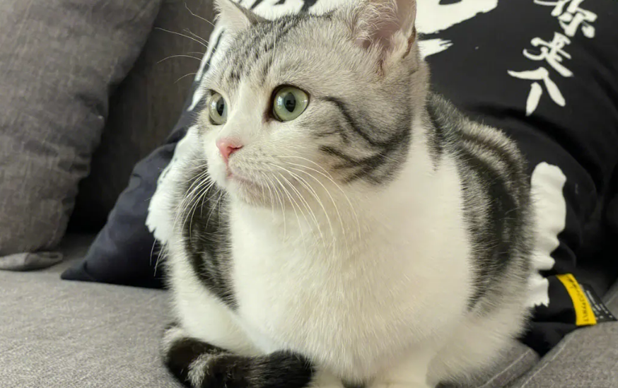 母鸡蹲猫咪不舒服嘛