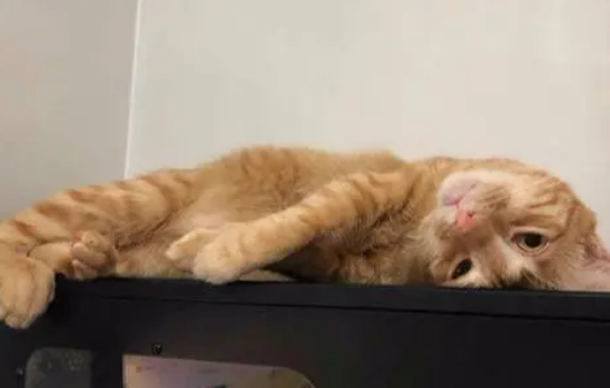 医生断定活不过一晚的小橘猫,如今成大“胖橘”,前后对比差距大 医生断定活不过一晚的小橘猫,如今成大“胖橘”,前后对比差距大