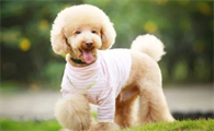 玩具贵宾犬的优缺点图片大全