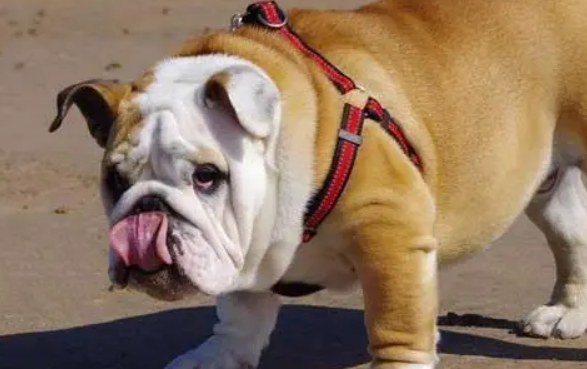 美国斗牛犬禁养吗 美国斗牛犬禁养吗